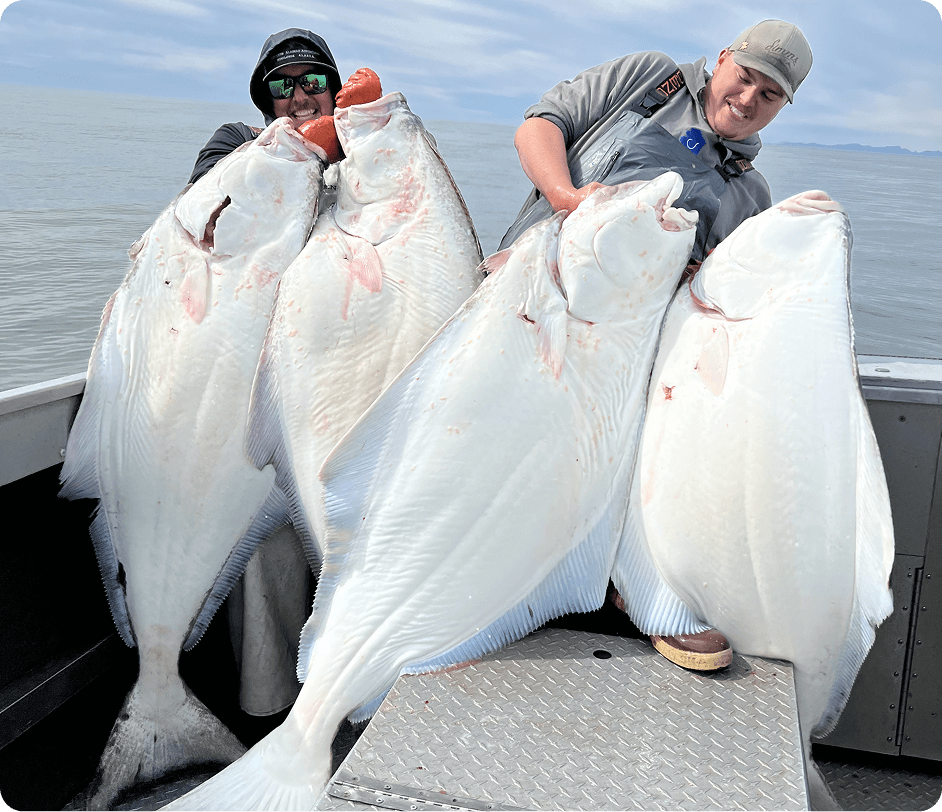 halibut-1